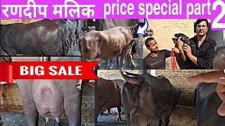 for Sale 7 top quality मुर्राह झोटिया रणदीप मलिक डेयरी फॉर्म से सस्ते भाव की पहले आओ पहले पाओ मौका [upl. by Thorfinn]