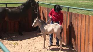 Foal Training Desensitizing Through Touch and Rub [upl. by Sean511]