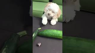 poodle vs zucchini [upl. by Avehs477]