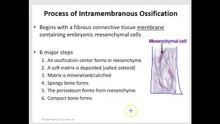 Intramembranous and Endochondral Ossification [upl. by Dnarb511]