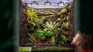 Creating a MASSIVE Poison Frog Vivarium [upl. by Eide]