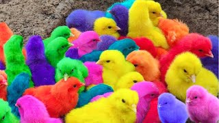 Tangkap Ayam Lucu Ayam Warna Warni Ayam Rainbow Bebek Angsa Ikan Hias Hamster Kelinci Kura [upl. by Annohsed331]