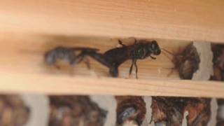 Nestmaking Wasps  new audio mud dauber solitary wasp [upl. by Elimay474]