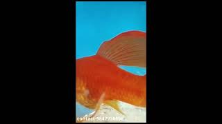 Simson Hi fin lyretail swordtail contact 9847936698 Plantorium [upl. by Yerhcaz533]