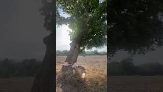 Клен гигантских размеров упал и разломался🫣😱arboristika arboristlife stihlhusqvarna592xp tree [upl. by Kwang304]