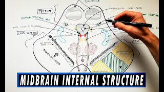 Midbrain  Cross section  Internal structure  Neuroanatomy Tutorial [upl. by Viviana]