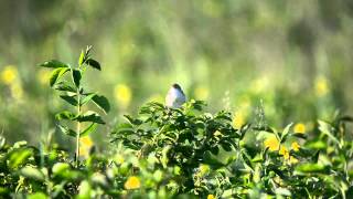 オムサロ原生花園【夏鳥たちのコンサート2013】 [upl. by Etessil]