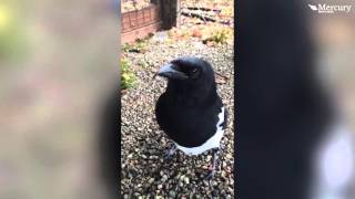 Talking Magpie Becomes Online Sensation [upl. by Neeliak260]