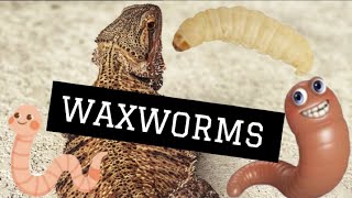 How to Breed Waxworms [upl. by Rodgiva]