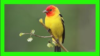 Western Tanager Song Western Tanager Call Voice  Tangará Aliblanca Canto  Piranga Ludoviciana [upl. by Lenes]