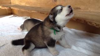 Baby wolf is learning to howl [upl. by Gilbertine]