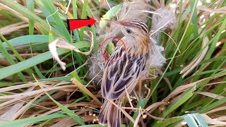 Theres something huge in cisticola bird nest  lets see whats this BirdPlusAnimals [upl. by Lars]