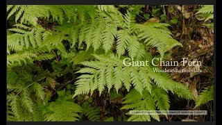 Giant Chain Fern Woodwardia fimbriata [upl. by Etakyram]