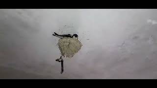 How do swallows defend their nest [upl. by Varin]