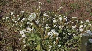 Heliotropium europaeum European heliotrope and European turnsole [upl. by Araminta]