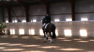 Showtime DVH 905 approved Danish Warmblood stallion [upl. by Adila]