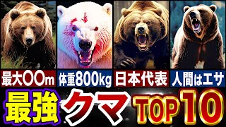 【最強生物】世界で最も強いクマ完全版…最強ランキングTOP10【ゆっくり解説】 [upl. by Loats]