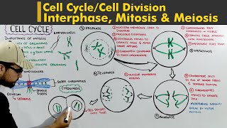 Cell Cycle or Cell division complete lecture Interphase Mitosis and Meiosis [upl. by Atsirhcal853]