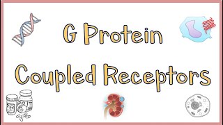 G Protein Coupled ReceptorsGPCRs  Structure Function Mechanism of Action Everything [upl. by Flanagan264]