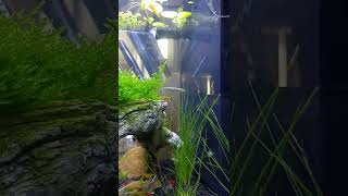 Halfbeak fish in nano tank with shrimp Australia Aquascaping [upl. by Drummond]