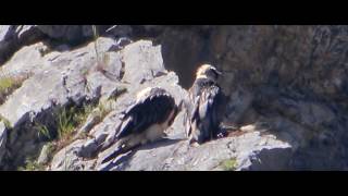 2 beautiful bearded vultures  gypaètes barbus Bartgeier [upl. by Epul]