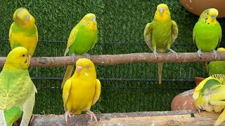 Cute Budgies Chirping 2 Hours of Relaxing Parakeet Sounds to Reduce StressSinging a Birds [upl. by Yadahs205]