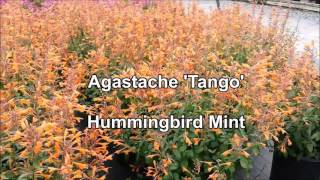 Agastache Tango Hummingbird Mint [upl. by Ailat]