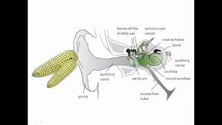 The Ear Perception of Stimuli IB Biology [upl. by Garrett]