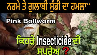 Pink Bollworm attack in Cotton  pink bollworm  ਨਰਮੇ ਤੇ ਗੁਲਾਬੀ ਸੁੰਡੀ ਦਾ ਹਮਲਾ ਅਤੇ ਰੋਕਥਾਮ [upl. by Ysabel454]