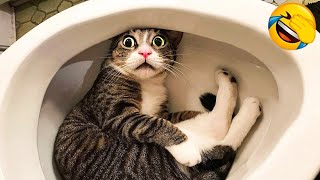 1 Hour Of Funniest Animals 😅 New Funny Cats and Dogs Videos 😸🐶 Part 14 [upl. by Rovert]