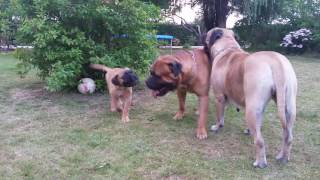 Bullmastiff dogs playing 2016 [upl. by Landre]