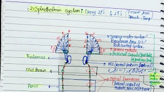 Quick review of Neuroanatomy Ascending and descending Pathwaysby Dr Junaid khan [upl. by Adnylam120]