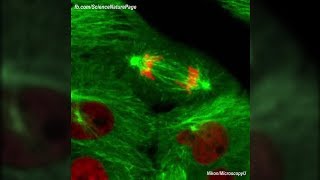 Actual Footage of Cell Division Kidney Cells [upl. by Timrek]