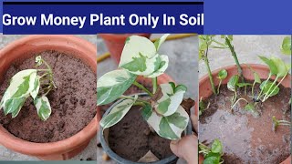 मनी प्लांट की कटिंग को लगाइये सिर्फ मिट्टी मे।How To Grow Money Plant Only In Soil  Indoor Plants [upl. by Aneerahs]