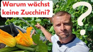 Zucchini ohne Ertrag  in 7 Schritten zu mehr Früchten [upl. by Joana]