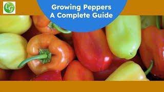 The Ultimate Pepper Growing Guide Expert Tips for a Bountiful Harvest [upl. by Leela]