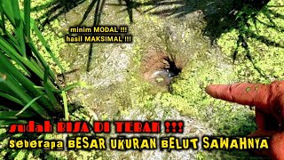 MODAL BENSIN SELITER  DAPATNYA BELUTBELUT SAWAH SUPER [upl. by Natsirk]