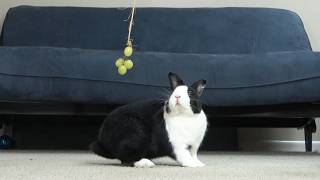 Rabbit vs grapes on a string [upl. by Zandt]