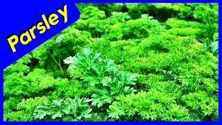 Harvesting Parsley Seeds TIPS  EASIEST WAY Save Money [upl. by Lrat446]