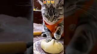 funny cat video 🤣 shortsfeed shortvideo catvideos catlover viralshort viralvideo funny cat [upl. by Snashall]