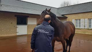 Almanzor  Route des Etalons 2018  Haras dEtreham [upl. by Ellinad]