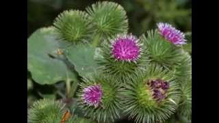 Arctium lappa [upl. by Alard667]