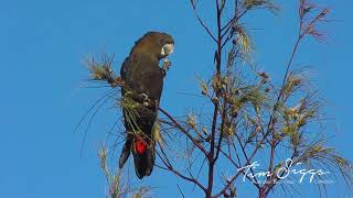 Glossyblack Cockatoo Calyptorhynchus lathami  HD Video clip 13 [upl. by Kina335]