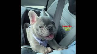 ♥️cute frenchie puppy dog barking🐶dog puppy sound🥰funny cute video [upl. by Renat]