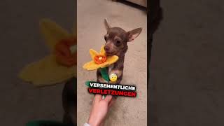 Hast du einen davon hund tierliebe wissenswert tiere hunde doglover [upl. by Athey]