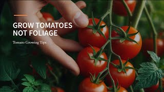 Maximize Your Tomato Yield Grow Fruit Not Leaves [upl. by Beck]