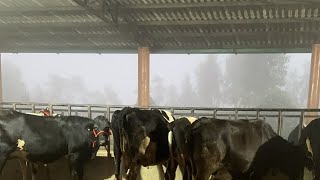 🥶 Ajay Chopra Dairy Farm RAHON Punjab is live [upl. by Lanevuj556]