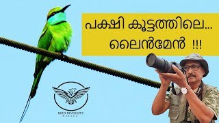 Green Bee Eater നാട്ടു വേലിതത്ത Nattu Velithatha  Merops Orientalis [upl. by Peednam]