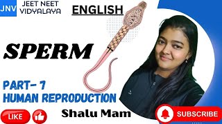 STRUCTUREOFSPERM PART 7HUMAN REPRODUCTION SHALU MAM NEETLINE BY LINE ZOOLOGY CBSEENGLISH JEETNEET [upl. by Ney]