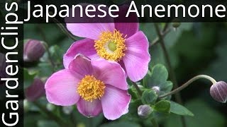 Japanese Anemone  Anemone x hybrida  How to grow Japanese Anemone [upl. by Eillat]